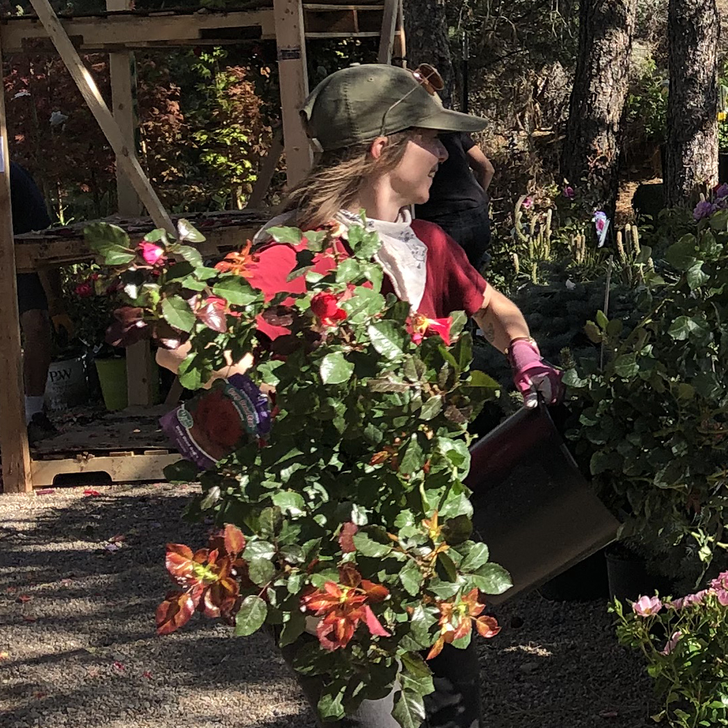 heather carrying rosebushes