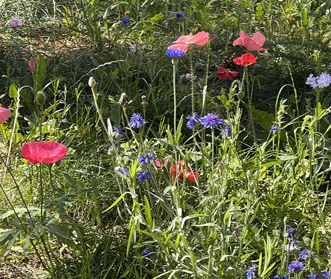 wildflowers in grass